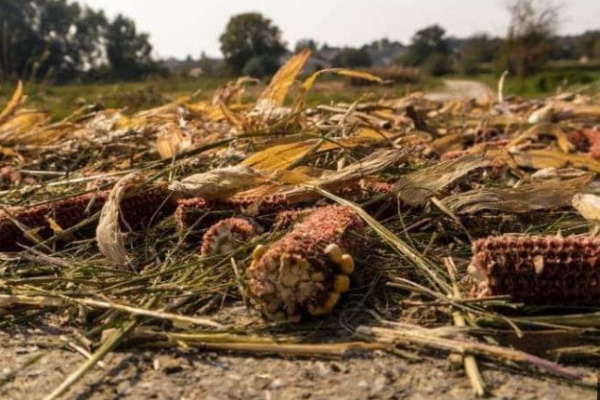 Residuos agrícolas