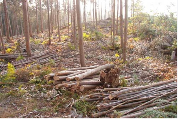Residuos forestales